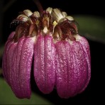 Bulbophyllum corolliferum-Flowering Size